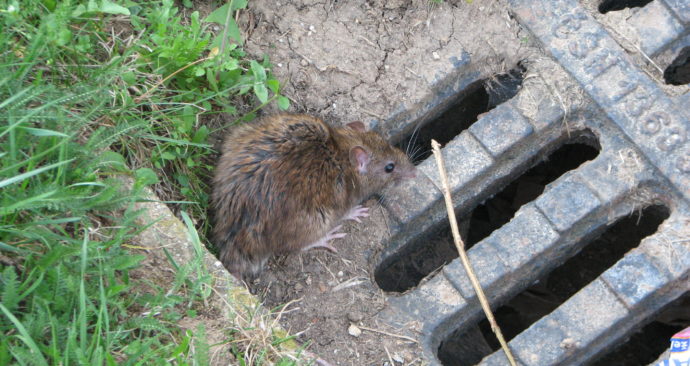 Common_rat_in_Bystrc
