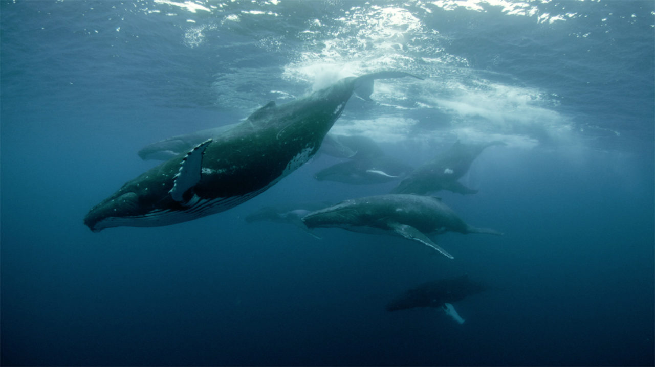 Quiz-Flora-en-Fauna-Sonic-Sea