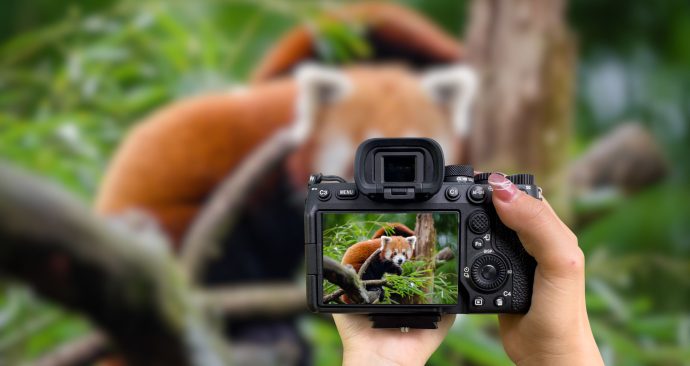 Photography in the zoo (Flickr, Red Devil’s Images)
