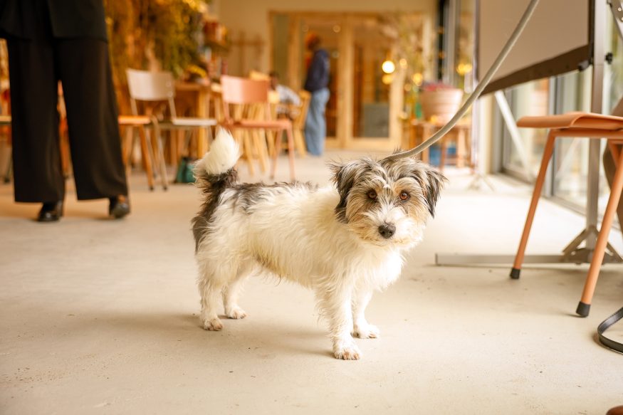 hond_lezing_erasmusmc_wetenschap in het park_parkpaviljoen_5.10.2025_daan stam