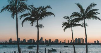 miami skyline florida palmbomen denys-kostyuchenko-unsplash