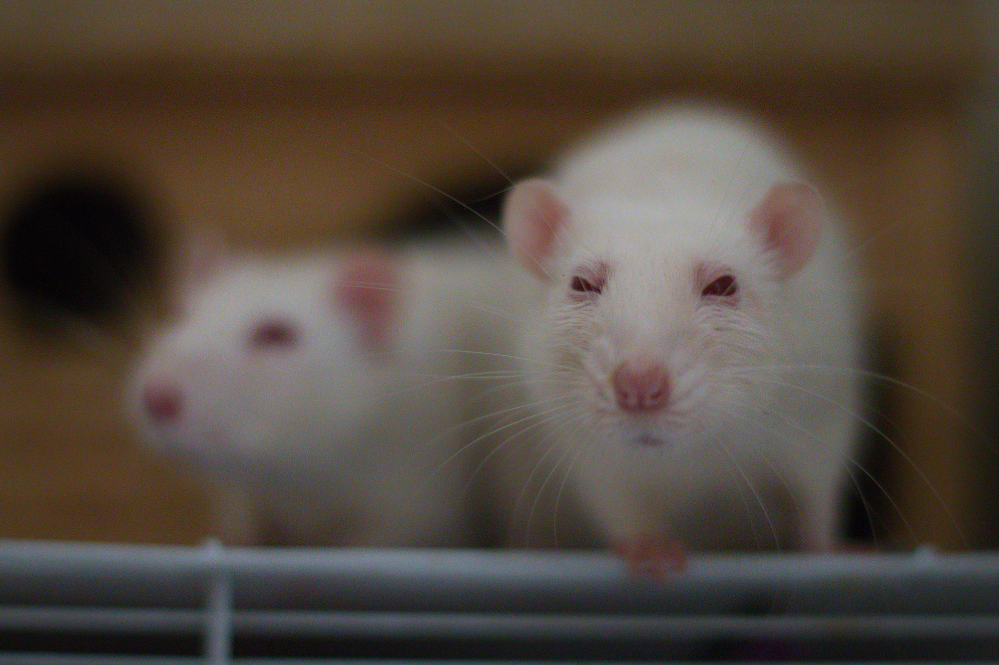 proefdier lab rat